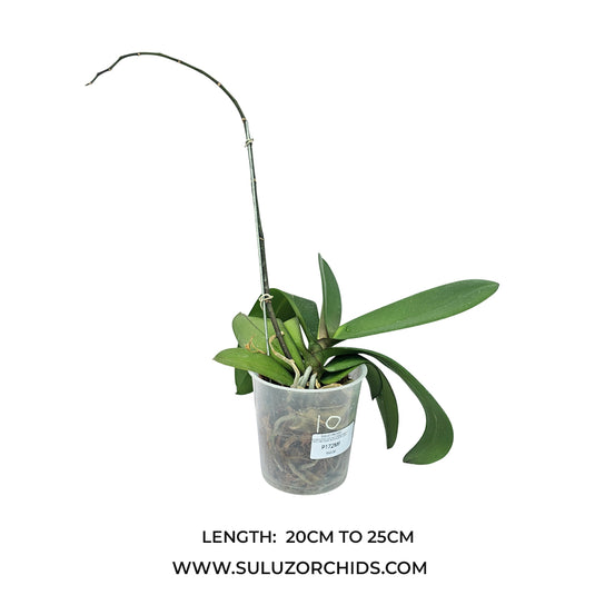 Phalaenopsis Orchid Striped Melody Pink mature plant with lush green leaves and upright spikes