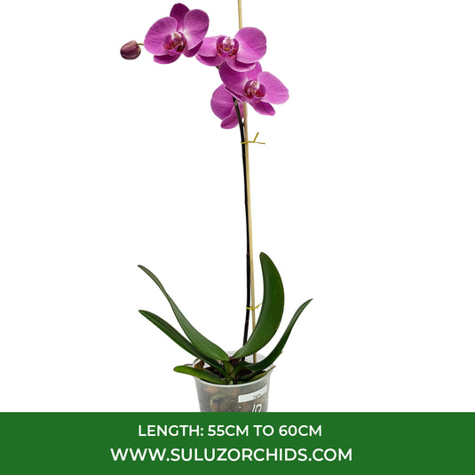 Phalaenopsis Orchid Tigris Mature Plant With Bud/Flower