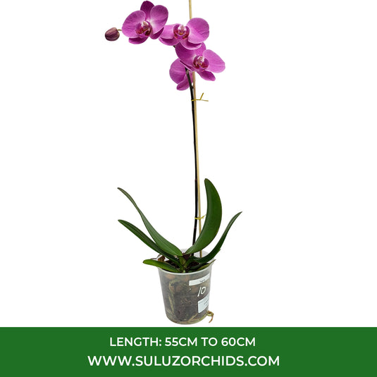 Elegant hot pink Phalaenopsis orchid plant in full bloom