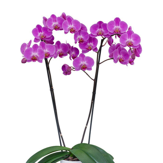 Phalaenopsis Orchid Tigris Mature Plant With Bud/Flower