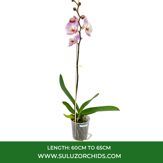 Elegant pink Phalaenopsis orchid plant featuring vibrant flowers, perfect for brightening homes and indoor settings.
