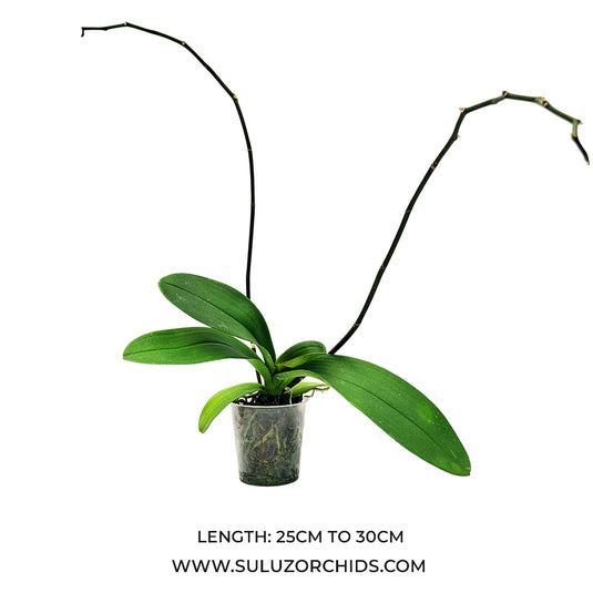 Phalaenopsis Orchid mature plant , ready to flower