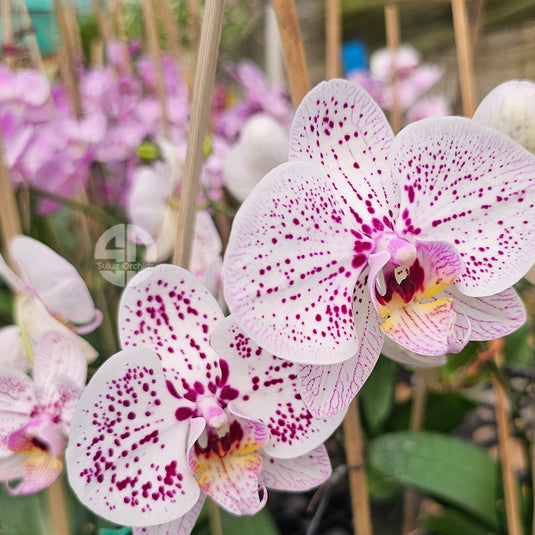 Vibrant purple Phalaenopsis orchid flower on indoor plant