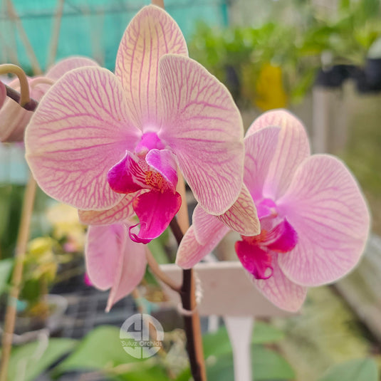 Phalaenopsis Orchid Tropic Wonderland Mature Plant With Bud/Flower