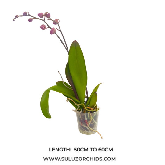 Pink Phalaenopsis orchid plant featuring elegant, long-lasting flowers