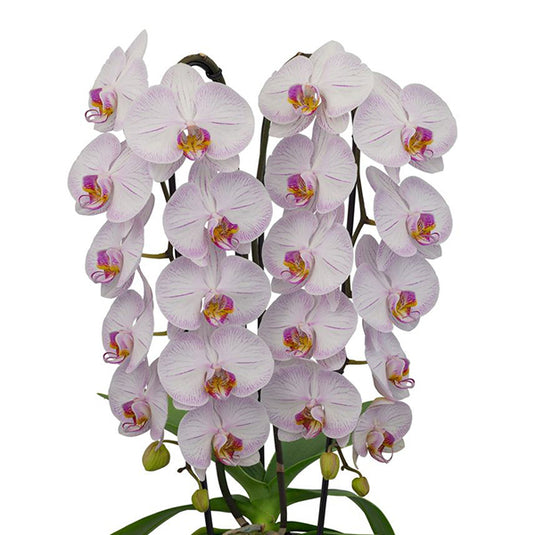 White Phalaenopsis orchid with warm-toned petals and tropical elegance