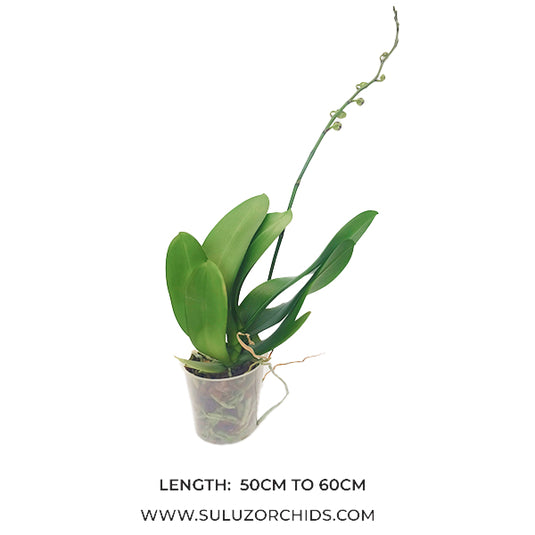 Purple Phalaenopsis orchid plant with graceful Rich purple flowers, ideal for home and indoor decoration
