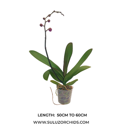 Phalaenopsis Orchid Midnight Rambler Mature Plant With Bud/Flower