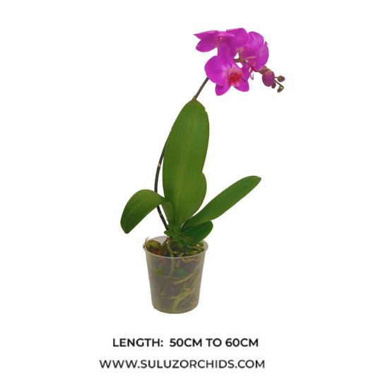 Phalaenopsis Orchid Purple Dust Mature Plant With Bud/Flower