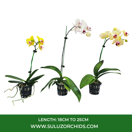 Phalaenopsis orchid mature plant with buds or blooming flowers