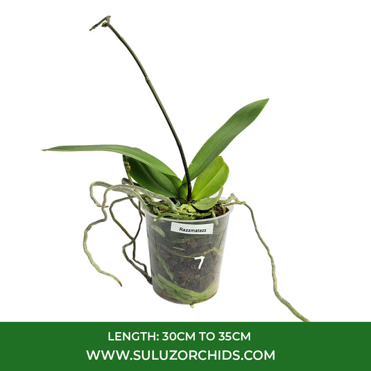 Phalaenopsis Orchid Razzmatazz Mature Plant With Bud/Flower