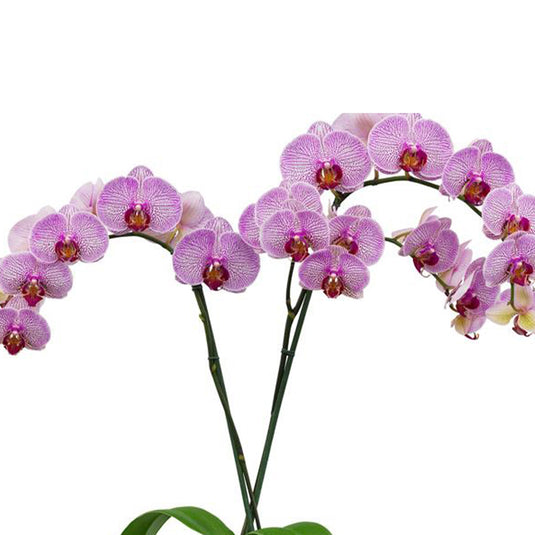 Phalaenopsis Orchid Razzmatazz Mature Plant With Bud/Flower