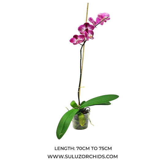 Phalaenopsis Orchid Splash Gordon Mature Plant With Bud/Flower