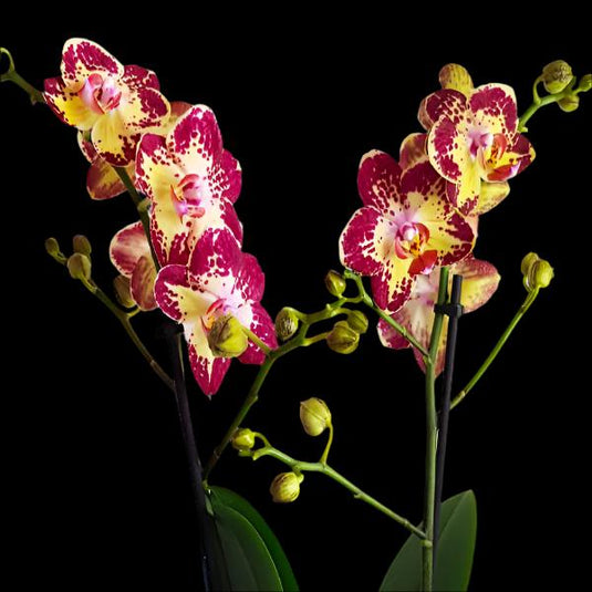 Phalaenopsis Orchid Strawberry Cake Mature Plant With Bud/Flower