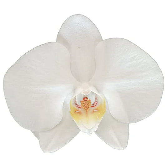 Soft White Phalaenopsis orchid flowers on a healthy indoor plant