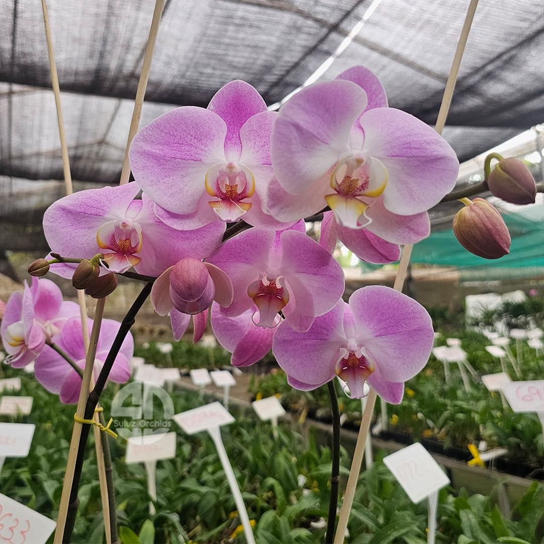 Phalaenopsis Orchid Plant Time Again Mature With Bud/Flower