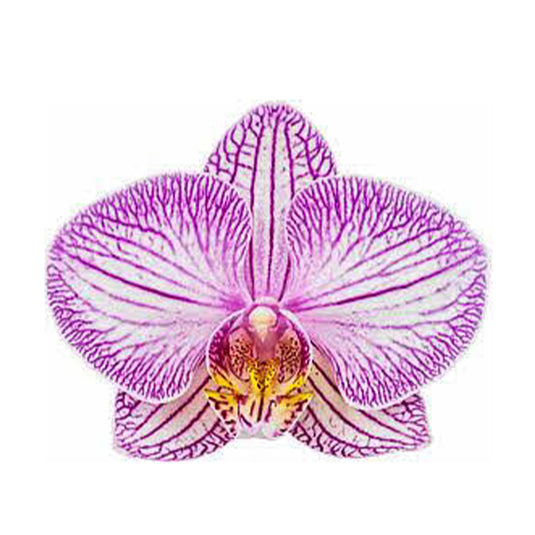 Phalaenopsis Orchid Tropic Picotte Purple patterned white flower featuring white blooms with fine purple patterns and a bold dark pink lip