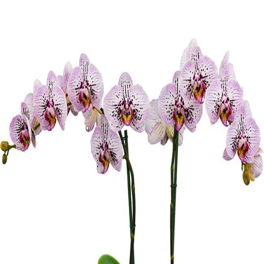 Phalaenopsis Orchid Calligraphy Mature Plant With Bud/Flower