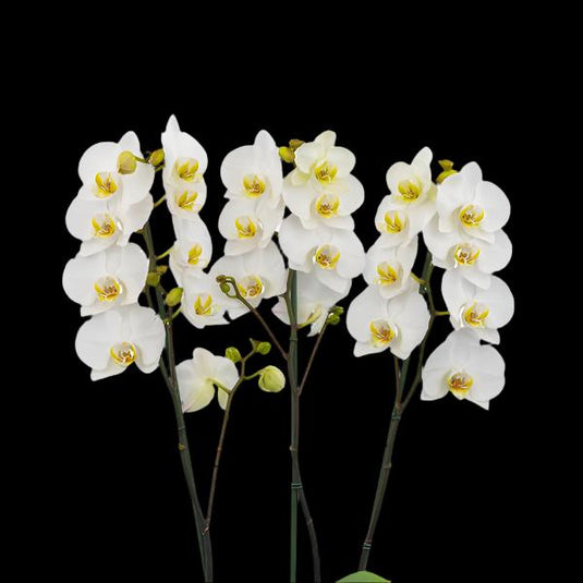 Phalaenopsis Orchid Dream Chaser white flower