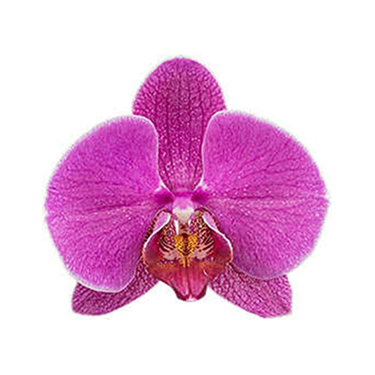 Phalaenopsis Orchid Gypsy Kiss Mature Plant With Bud/Flower