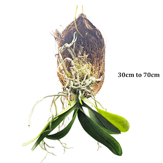 Phalaenopsis Orchid Plant - Hanging Mature