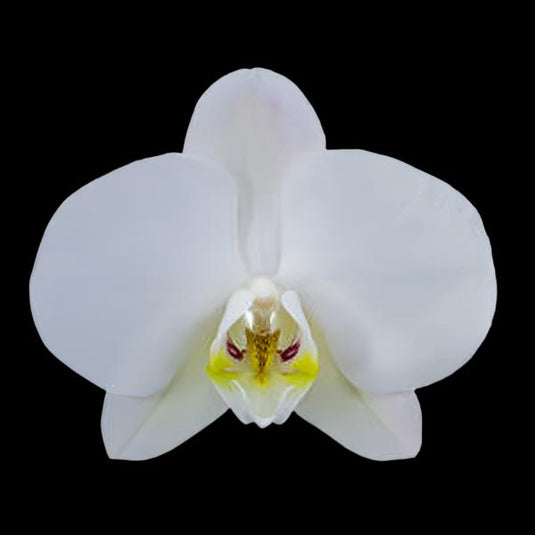 Phalaenopsis Orchid Lunar Landings White flower featuring elegant pure white orchid blooms with soft rounded petals