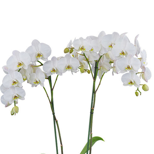 Phalaenopsis Orchid Lunar Landing Seedling Size