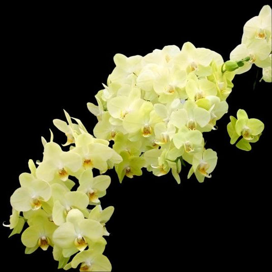 Phalaenopsis Orchid Mint Yellow flower featuring soft pastel yellow orchid blooms with smooth petals