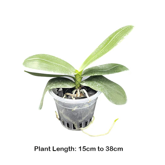 Phalaenopsis Orchid medium stage plant with green leaves
