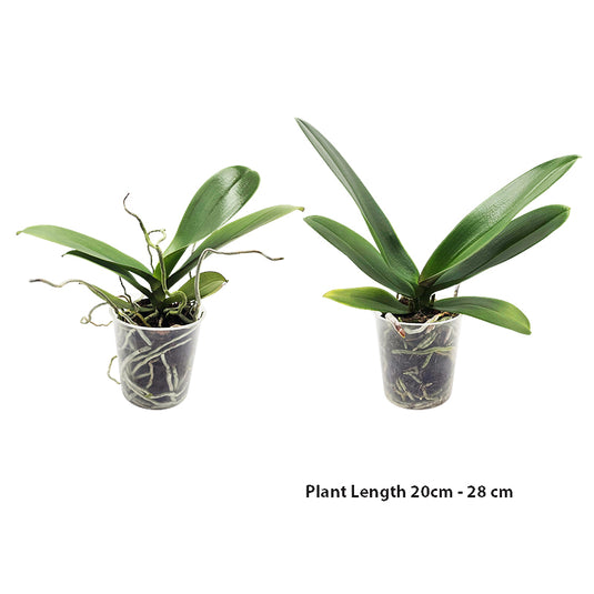 Phalaenopsis Orchid Expressions - Mature Plant