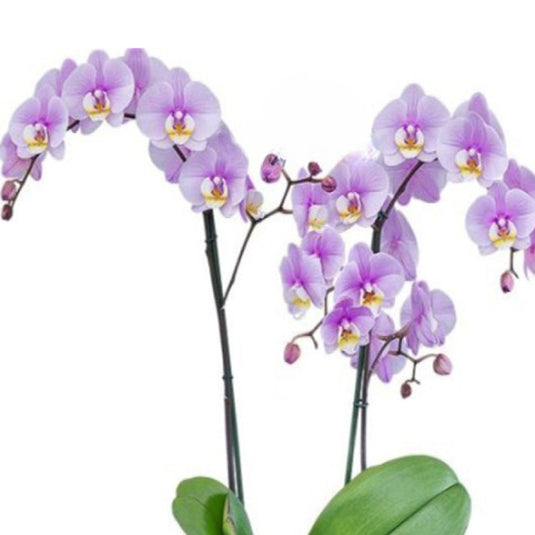 Phalaenopsis Orchid Plant Cover Girl Medium Stage, rich purple flower