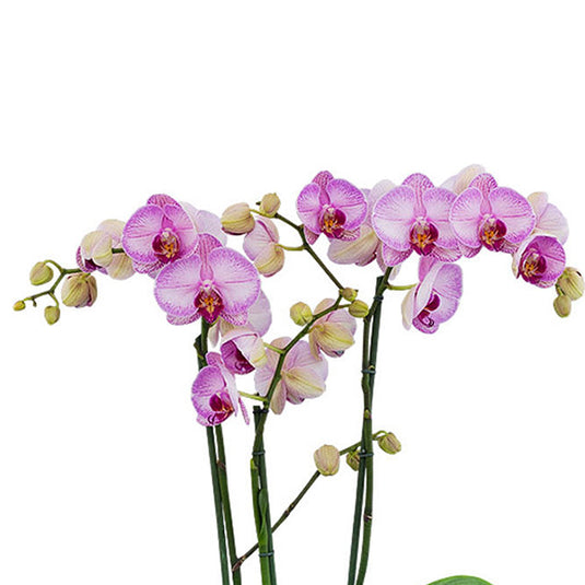 Phalaenopsis Orchid Plant Gallery Play Medium Stage, soft pink flower