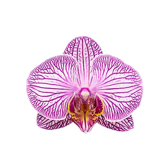 Phalaenopsis Orchid Good Reason Mature Plant With Bud/Flower