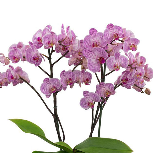 Phalaenopsis Orchid Heroes Mature Plant With Bud/Flower