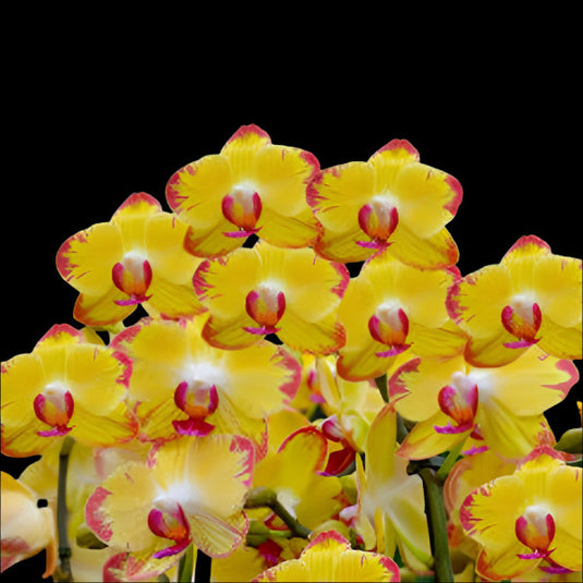 Phalaenopsis Orchid Papagayo Yellow flower featuring bright yellow petals with red-edged accents and purple-centered orchid blooms