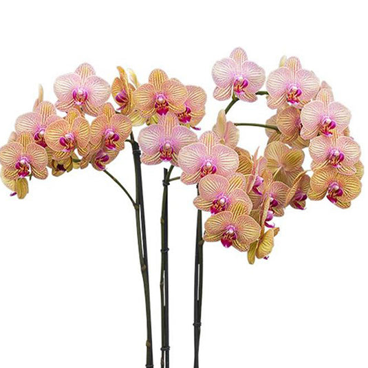 Phalaenopsis Orchid Show Piece Orange flower featuring vibrant orange blooms with warm golden undertones