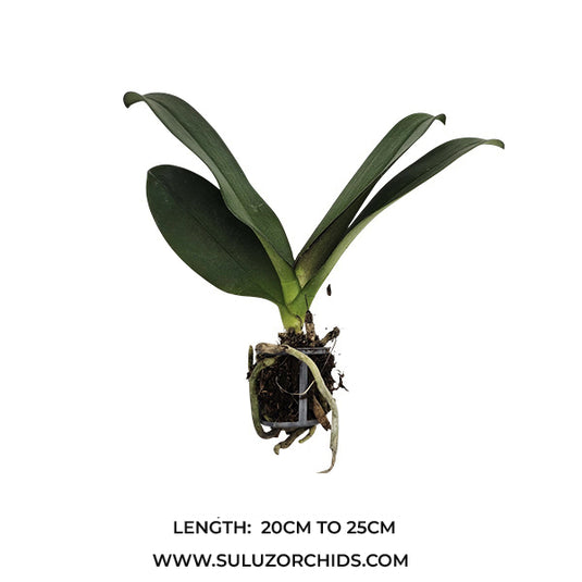 Phalaenopsis Orchid Cosy Candy Seedling Size