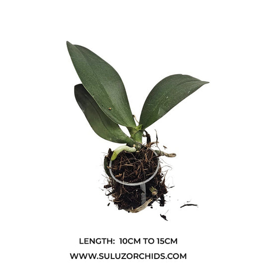 Phalaenopsis Orchid Midsummer Night Seedling Size