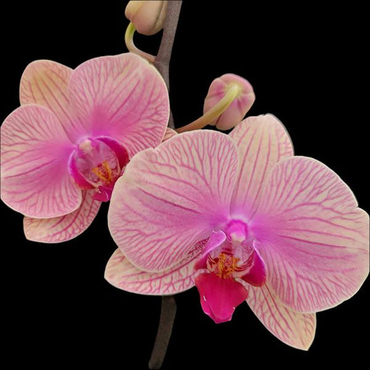 Phalaenopsis Orchid Tropic Wonderland Mature Plant With Bud/Flower