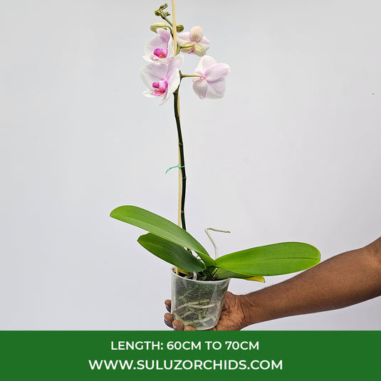 Phalaenopsis Orchid Eve Mature Plant With Bud/Flower