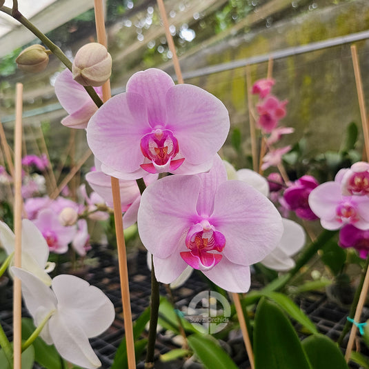 Phalaenopsis Orchid Eve Mature Plant With Bud/Flower