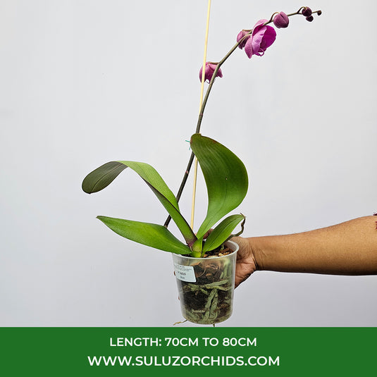 Purple Phalaenopsis orchid plant featuring elegant long-lasting flowers