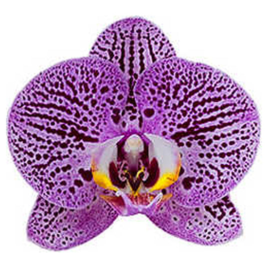 Phalaenopsis Orchid Impulsive Mature Plant With Bud/Flower