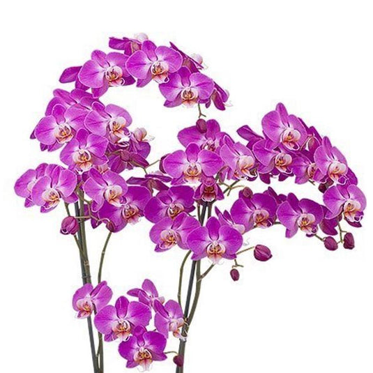 Phalaenopsis Orchid Purple Dust Mature Plant With Bud/Flower