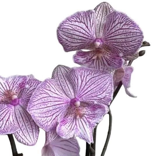 Phalaenopsis Orchid Striped Melody Mature Plant With Bud/Flower