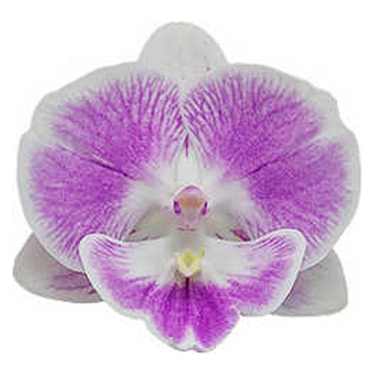 Phalaenopsis Orchid Xanadu Mature Plant With Bud/Flower