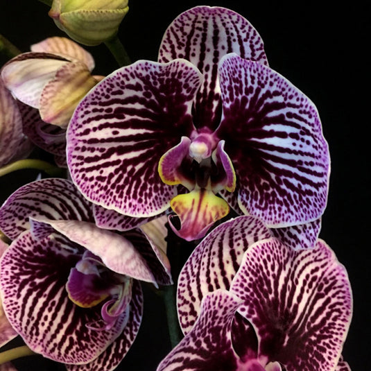 Phalaenopsis Orchid Plant - Black Stripes Medium Stage