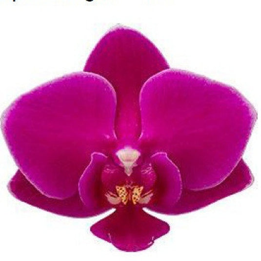 Phalaenopsis Orchid Cosy Candy Seedling Size