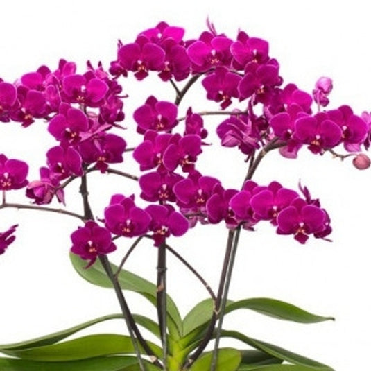 Phalaenopsis Orchid Cosy Candy Seedling Size