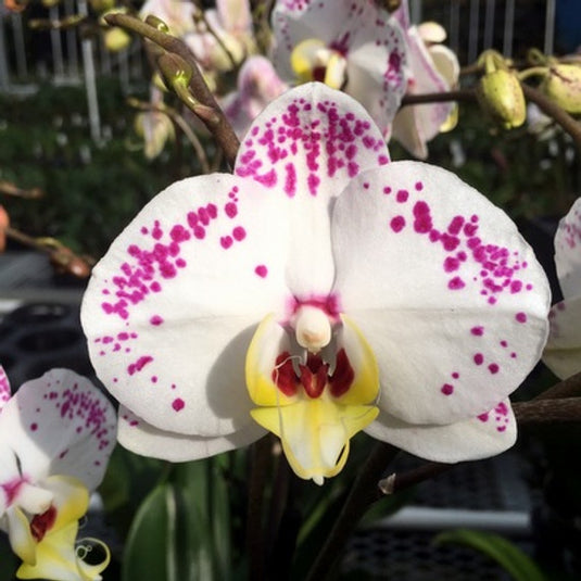 Phalaenopsis Orchid Cupid Spirit White flower featuring clean white blooms with soft creamy undertones